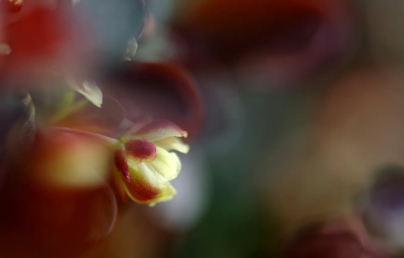 Photo wallpaper macro, flowers, nature