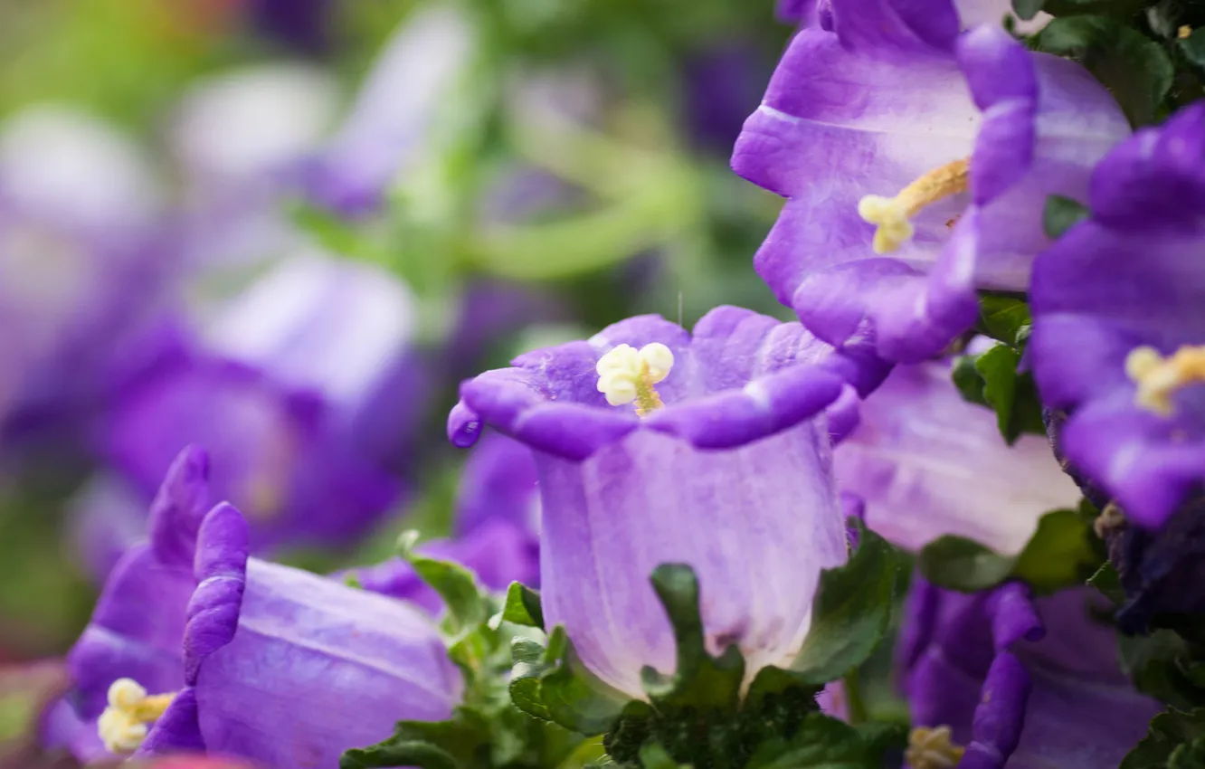 Photo wallpaper macro, flowers, purple, bells