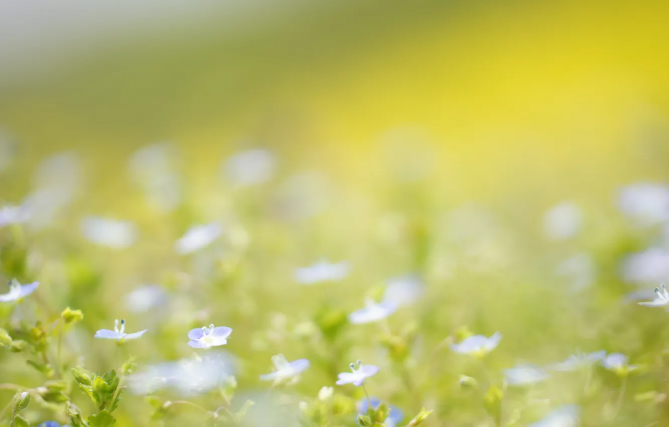 Photo wallpaper summer, flowers, nature, blue, field