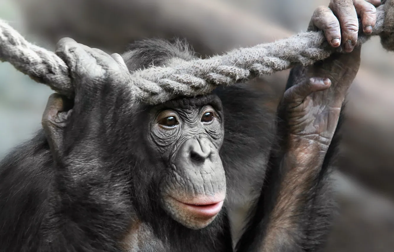 Photo wallpaper nature, pose, monkey, the primacy of, pygmy chimpanzee