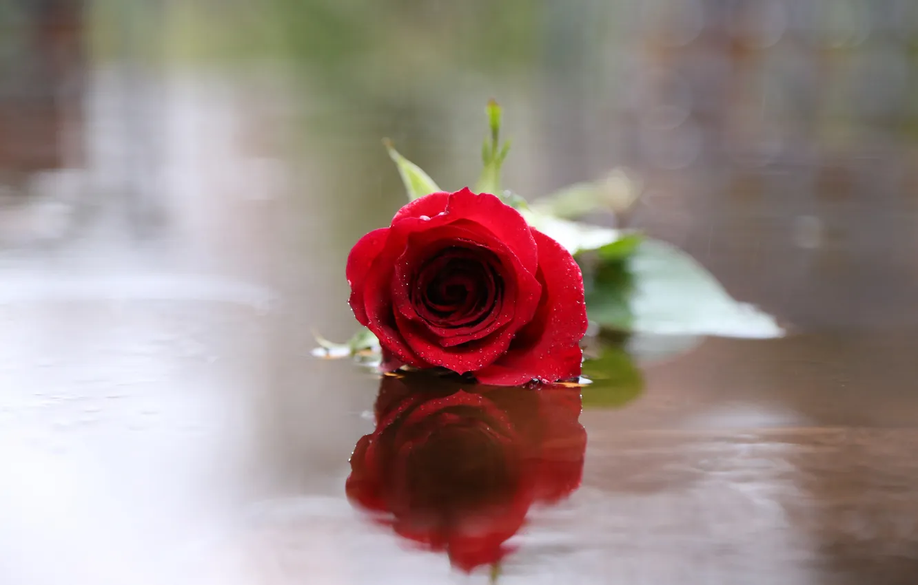 Photo wallpaper flower, water, glare, reflection, rose, red