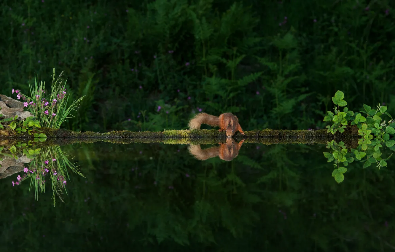 Photo wallpaper greens, reflection, the dark background, protein, drink, pond