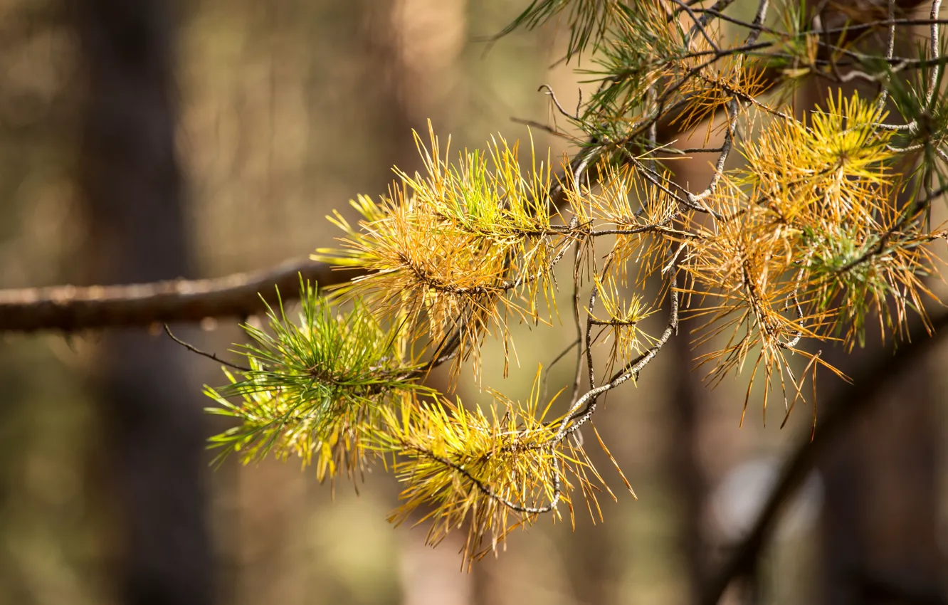 Photo wallpaper autumn, forest, macro, branches, nature, gold, spruce, pine
