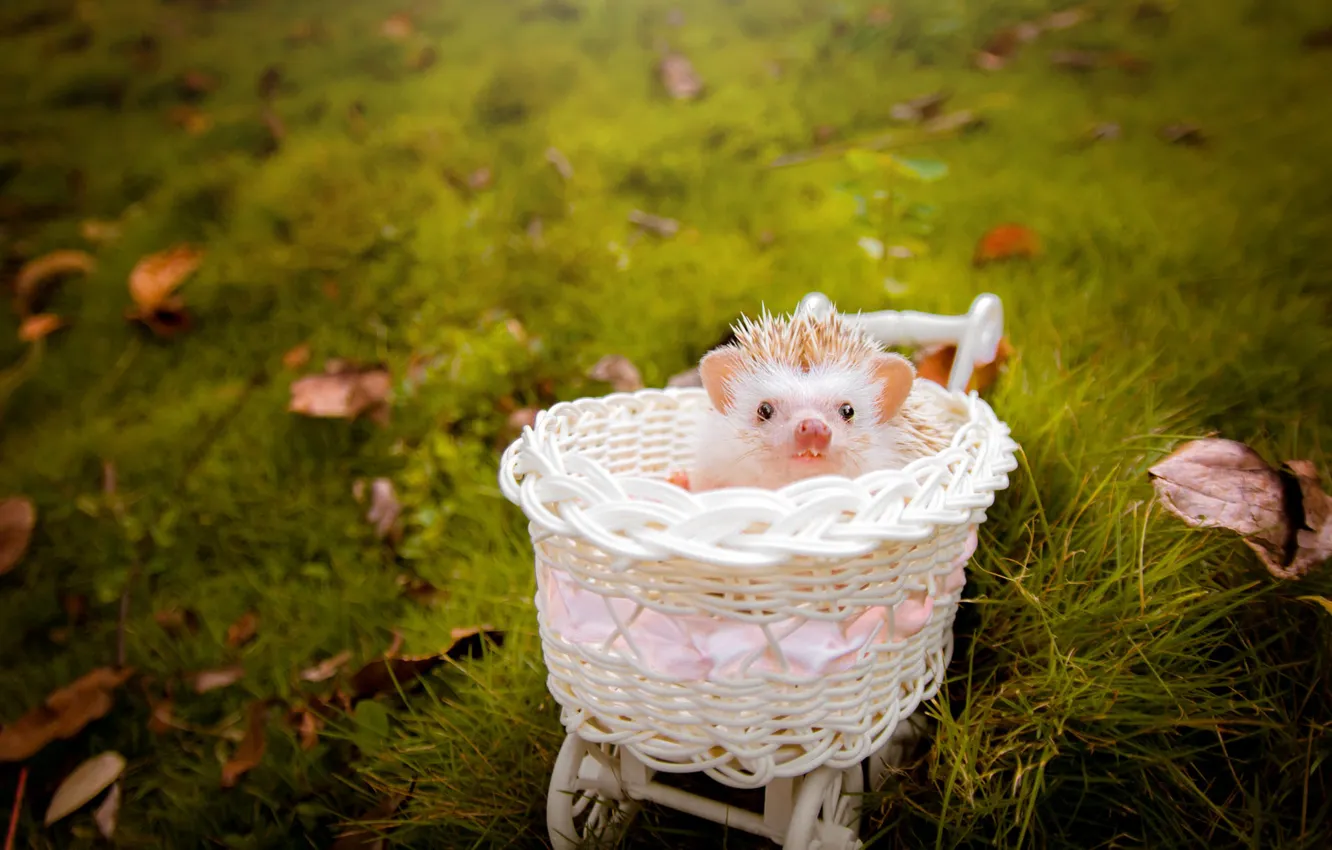 Photo wallpaper look, hedgehog, baby, nature, basket, white, glade, leaves