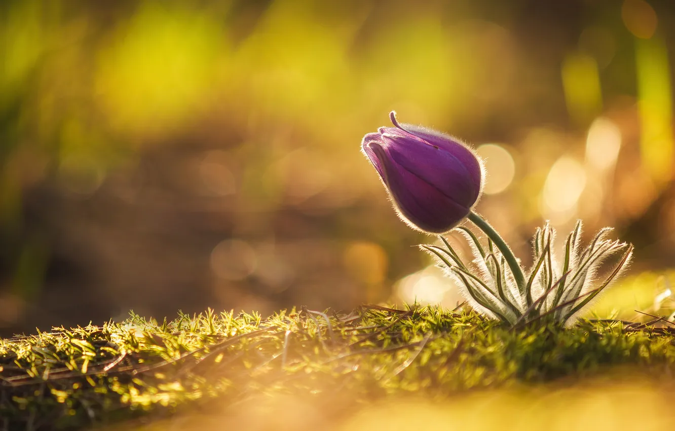 Photo wallpaper flower, sunset, sand