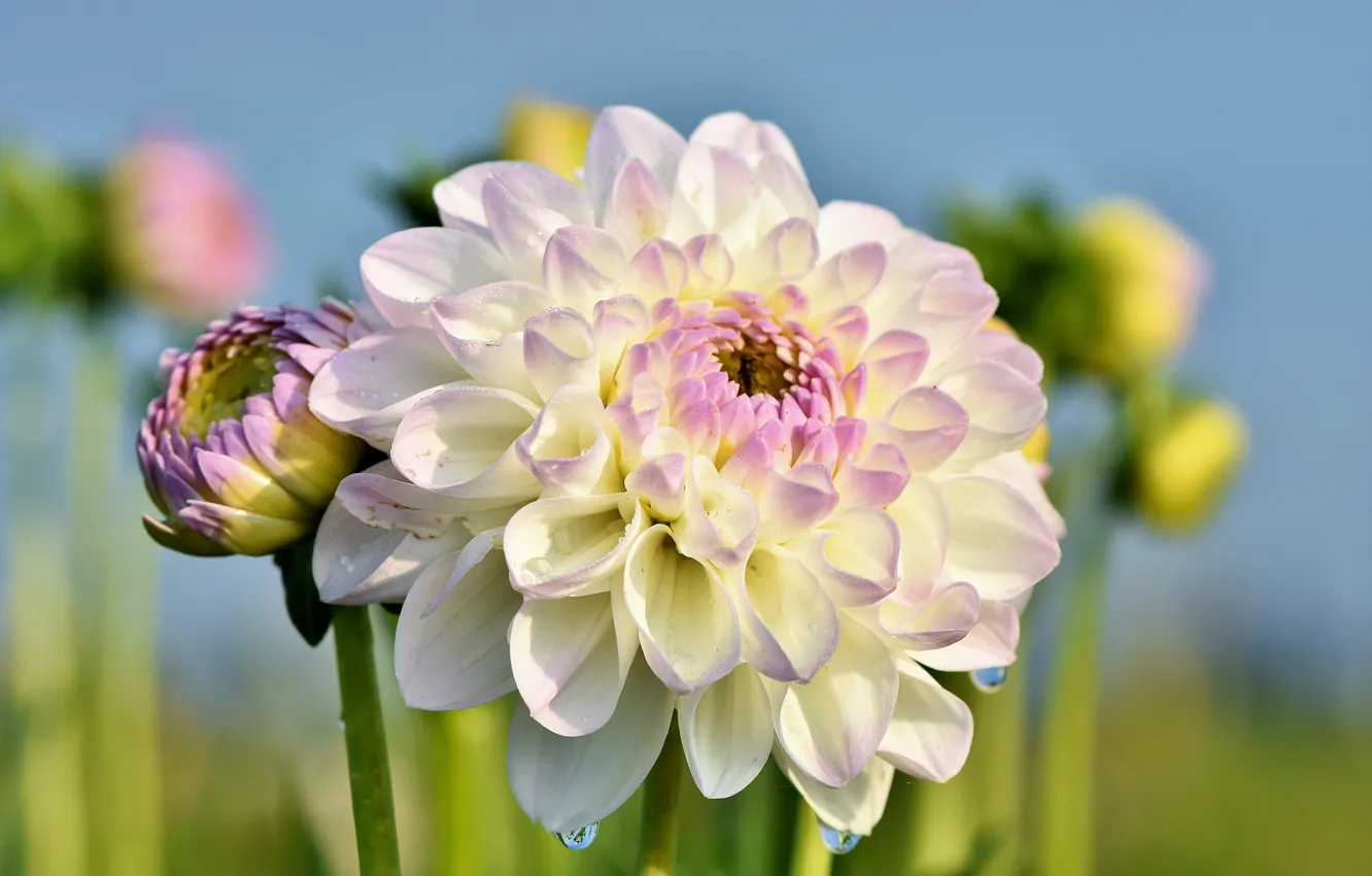 Photo wallpaper summer, macro, flowers, flowering, dahlias