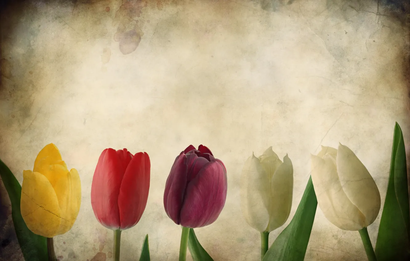 Photo wallpaper flowers, paper, texture, tulips, grunge