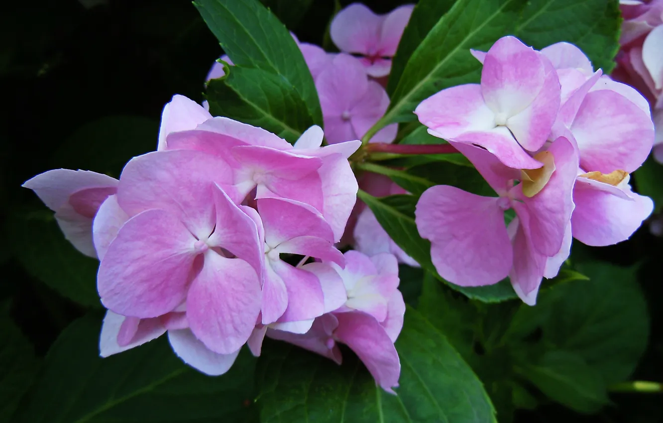 Photo wallpaper pink, pink, flowers, hydrangea, Hortensia