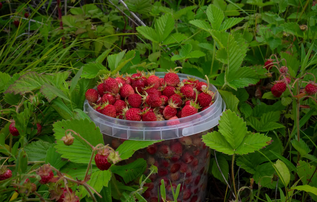 Photo wallpaper berries, harvest, strawberries, strawberry, bucket
