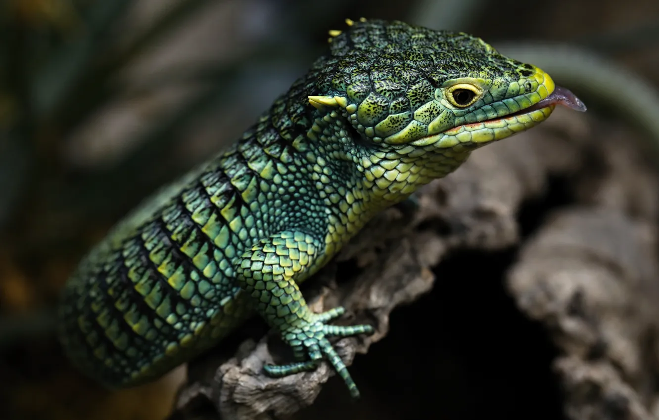 Photo wallpaper language, trees, the dark background, lizard, dragon, reptile, the hollow