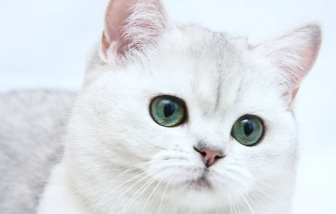 Photo wallpaper cat, muzzle, white, fluffy