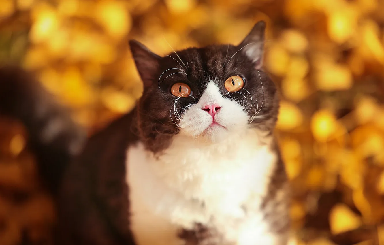 Photo wallpaper cat, cat, look, pose, face