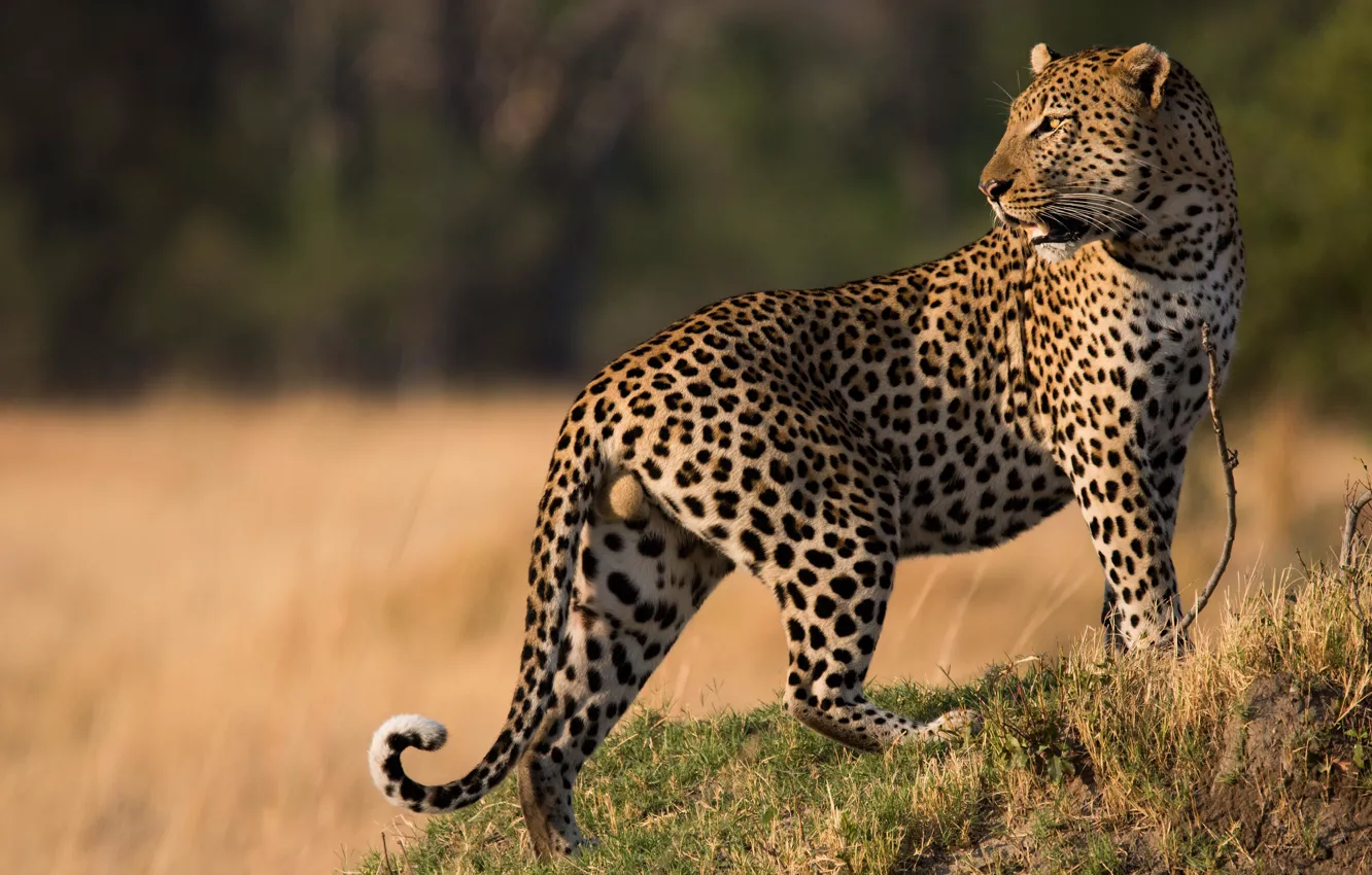 Wallpaper field, grass, look, light, nature, pose, background, leopard ...