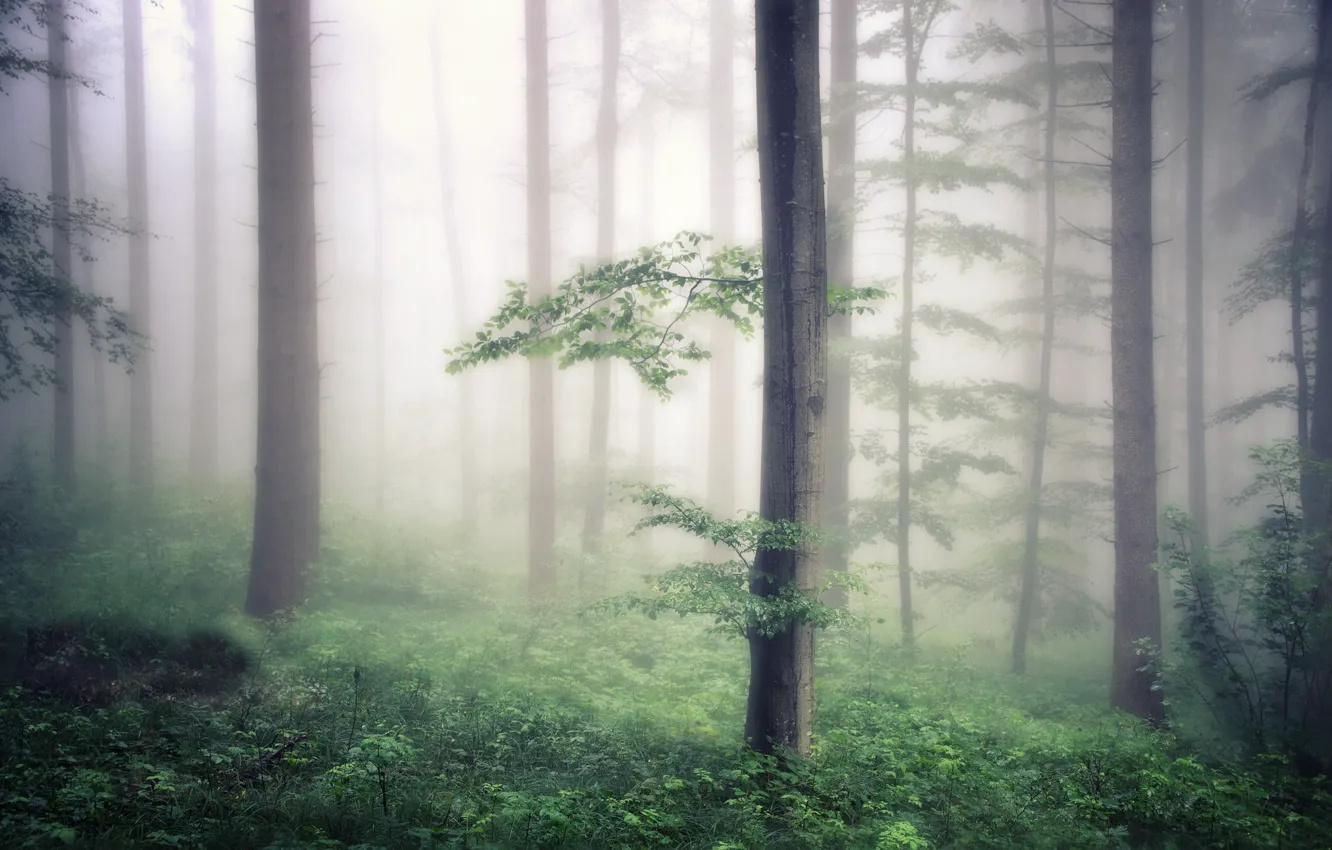 Photo wallpaper forest, nature, fog