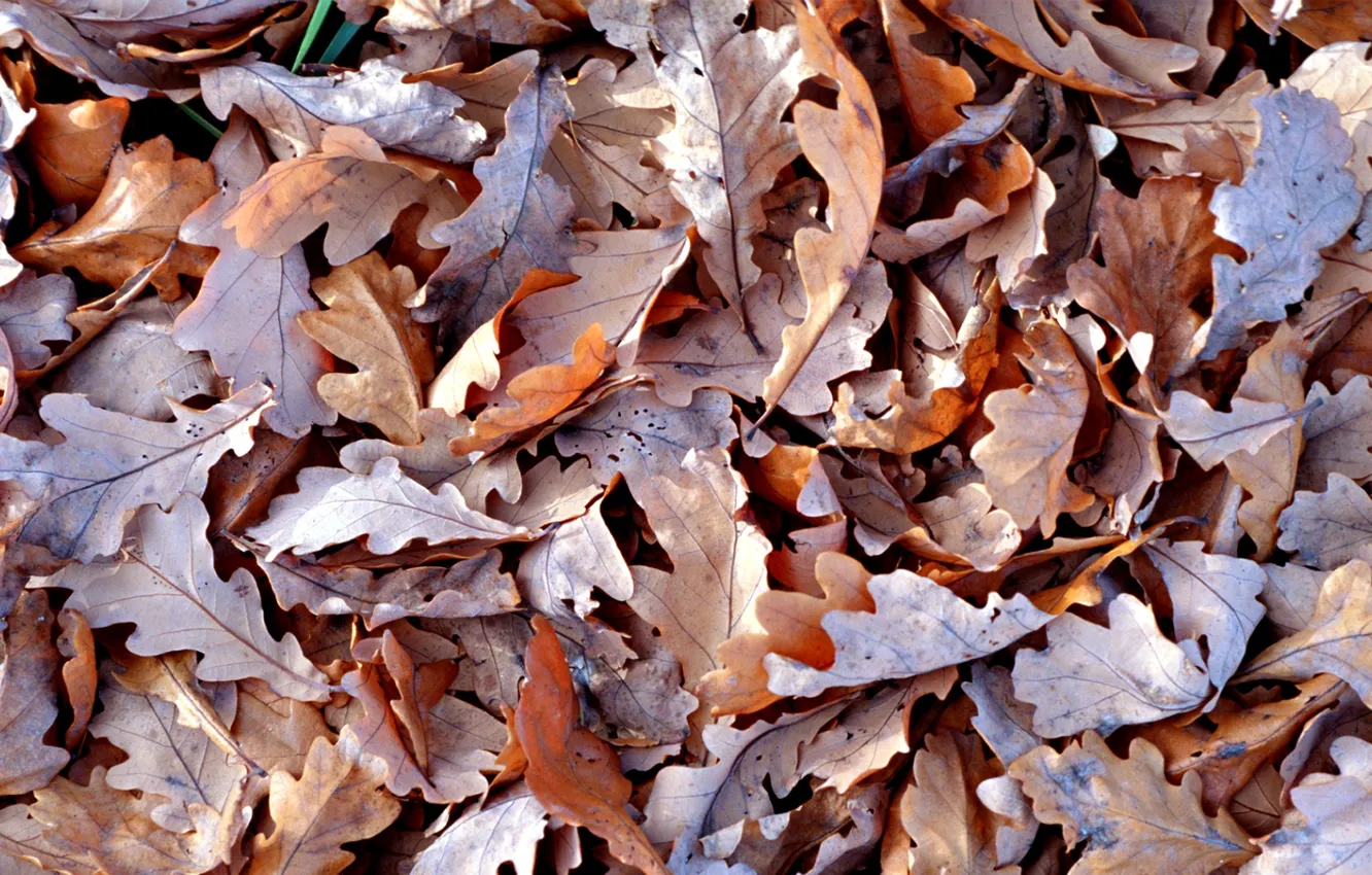Photo wallpaper autumn, Leaves, dry, brown Wallpapers (photos, image)