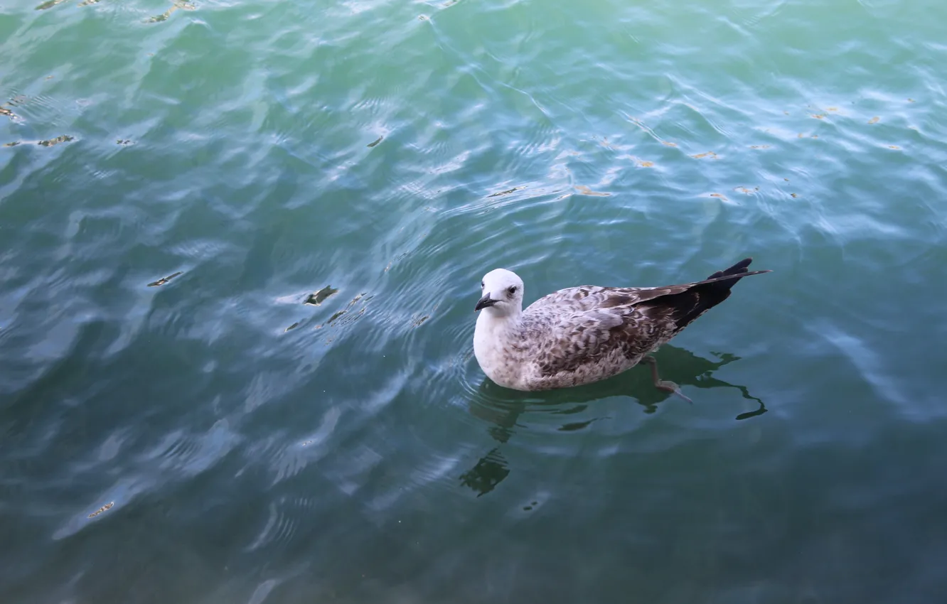 Photo wallpaper sea, water, seagulls