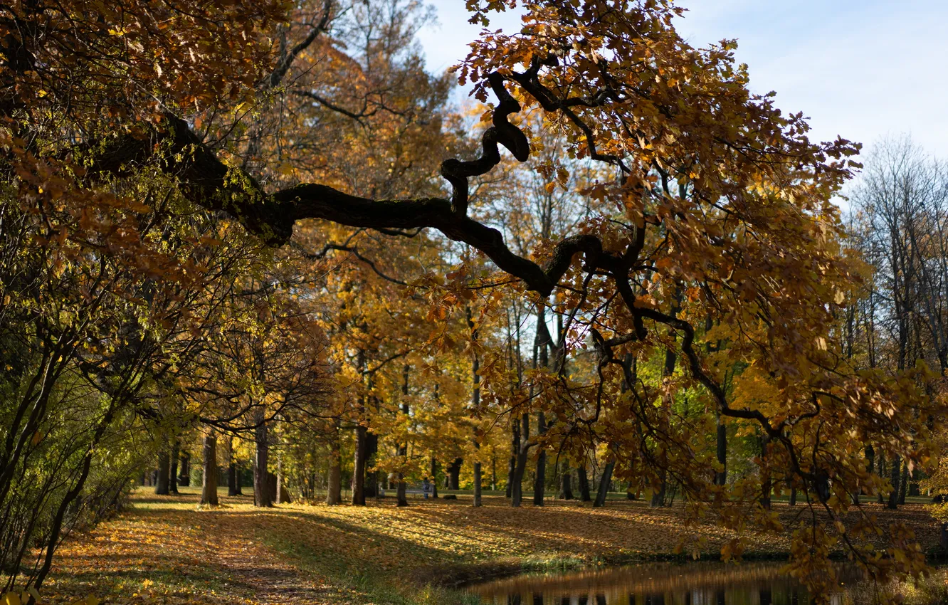 Photo wallpaper autumn, the sun, trees, Park, Pushkin