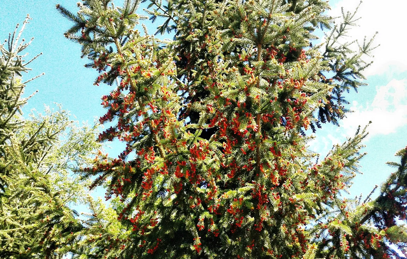 Photo wallpaper plant, May 2025, Common pine