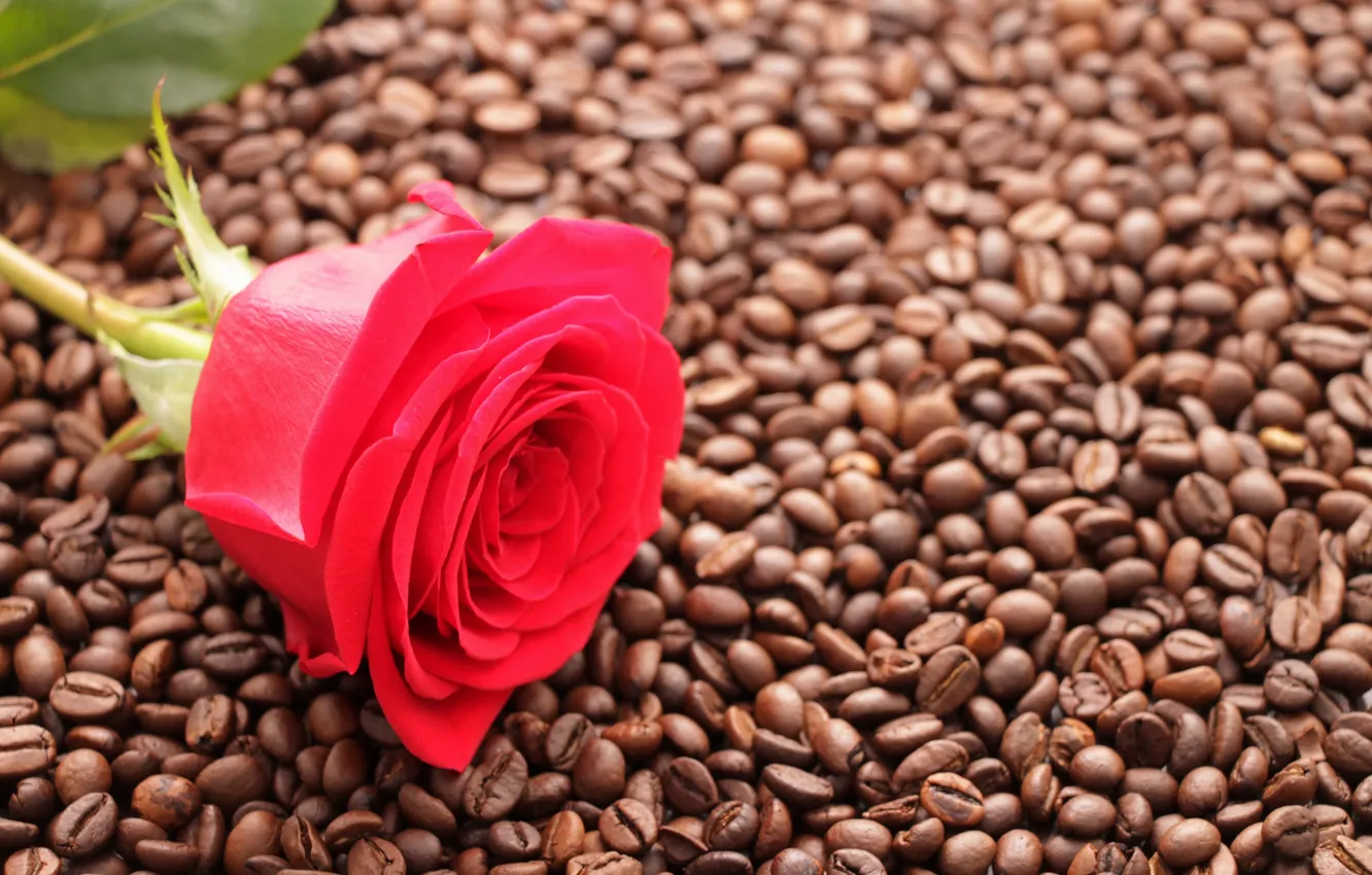 Photo wallpaper flowers, background, mood, Wallpaper, rose, coffee, Bud, red rose