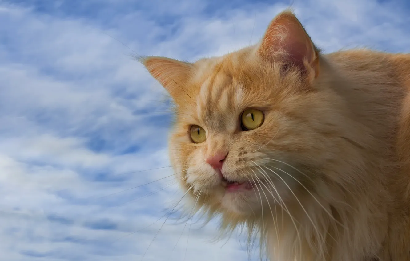 Photo wallpaper cat, the sky, cat, look, muzzle, red cat