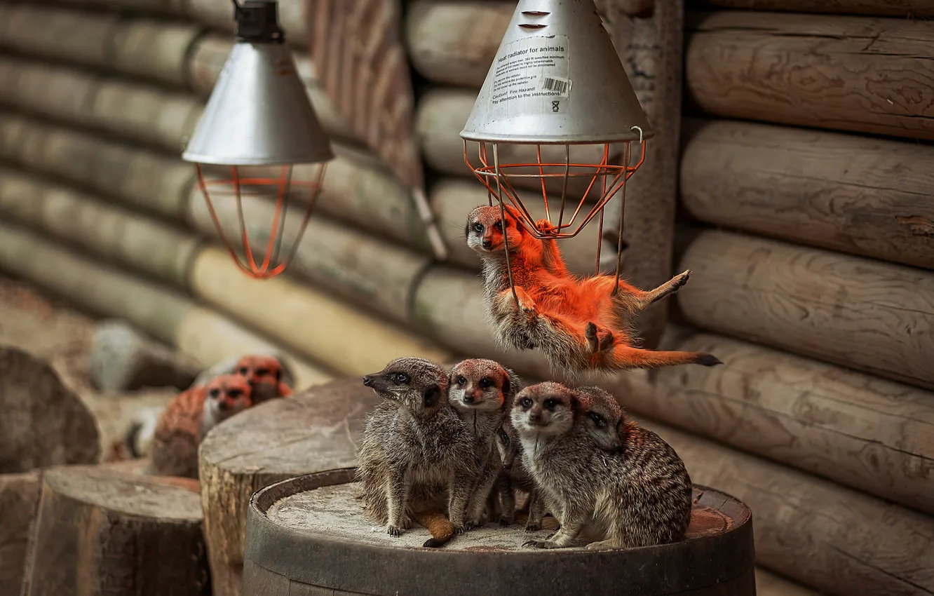 Photo wallpaper lamp, meerkats, family