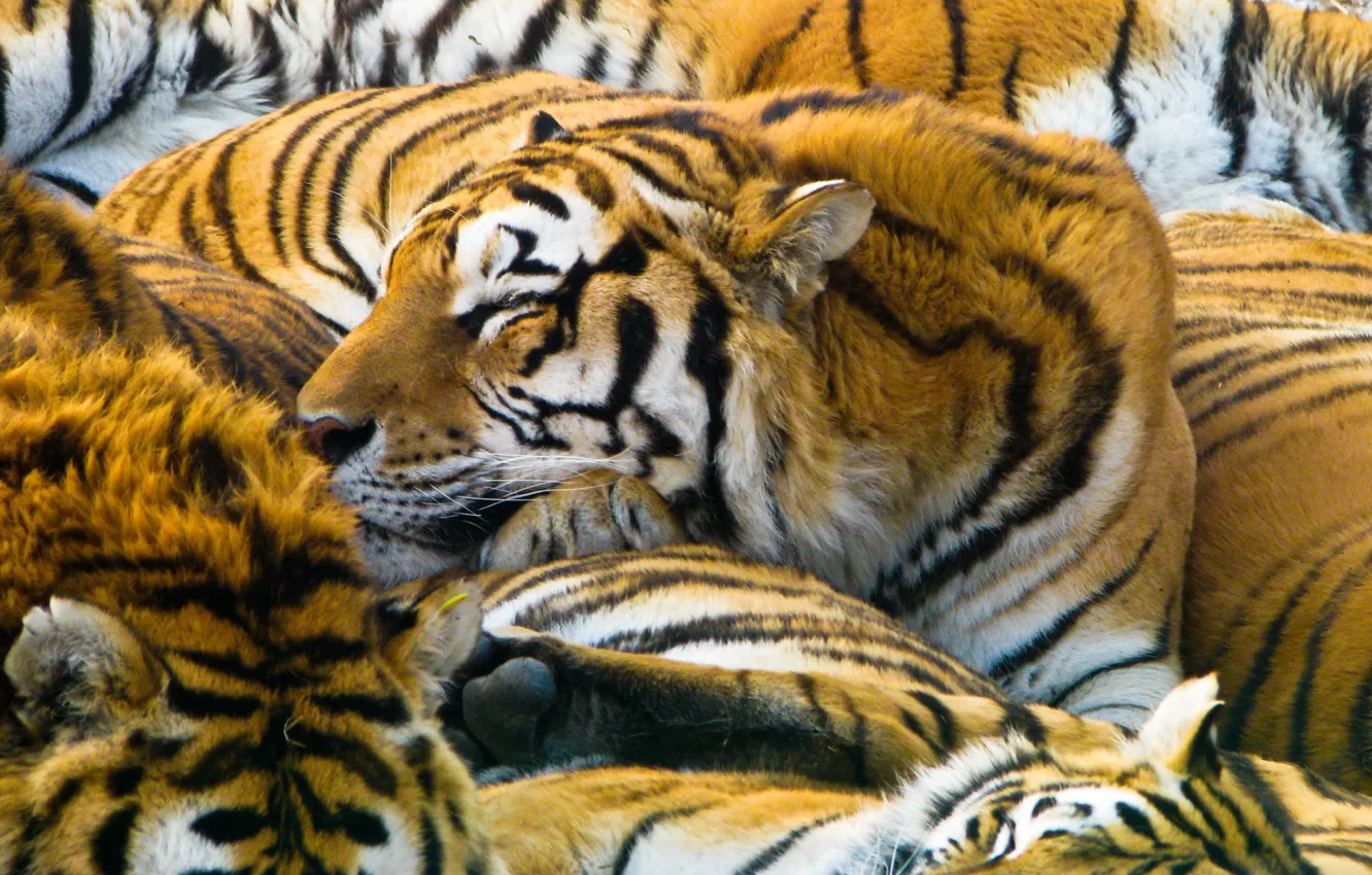 Photo wallpaper cats, predators, tigers, 1920x1200, cats, predators, tigers