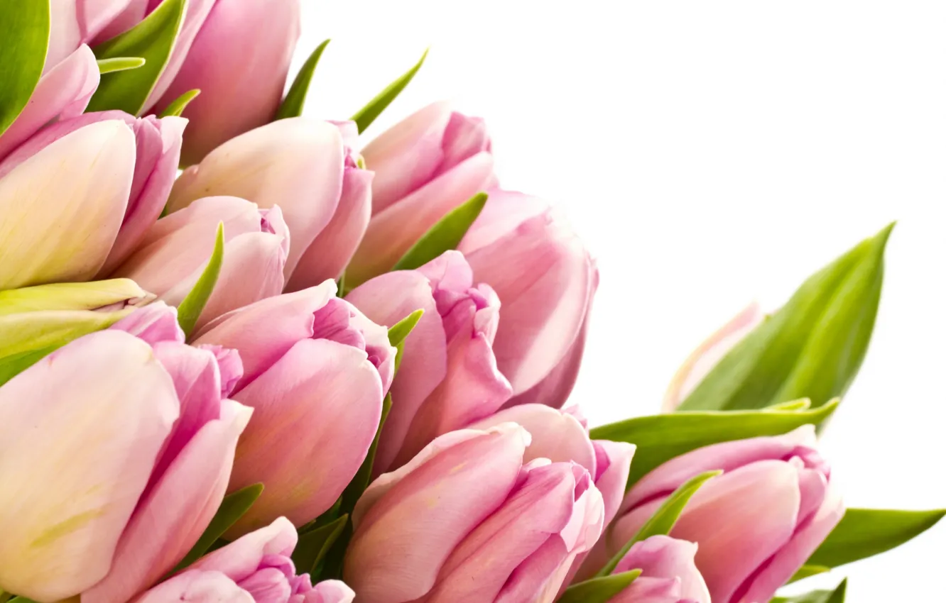 Photo wallpaper leaves, flowers, beauty, bouquet, petals, tulips, pink, pink