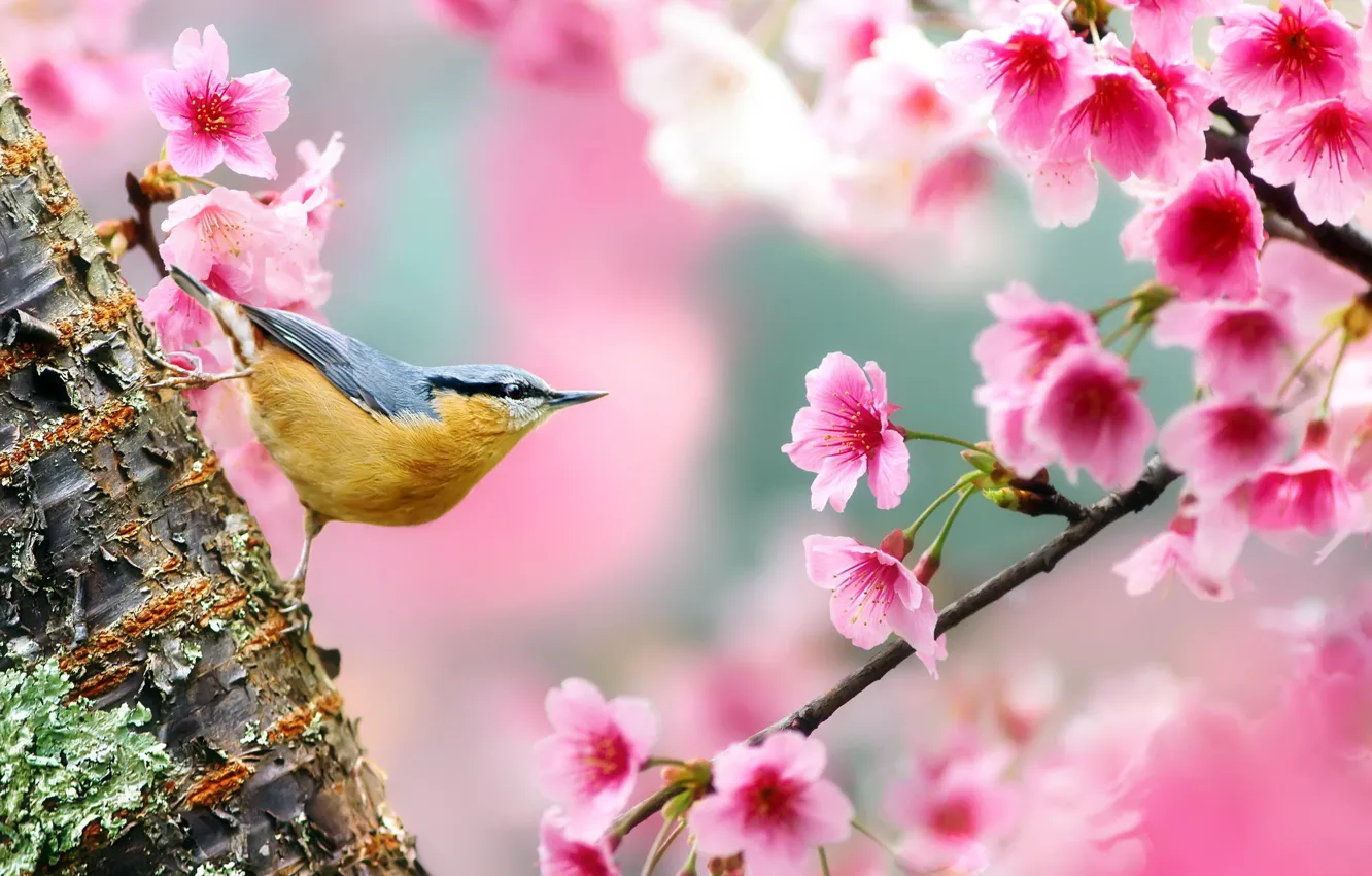 Photo wallpaper trees, flowers, branches, nature, bird, spring, Sakura, trunk
