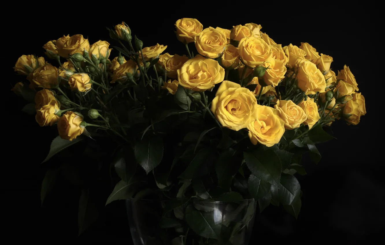 Photo wallpaper roses, bouquet, buds, the dark background, yellow roses
