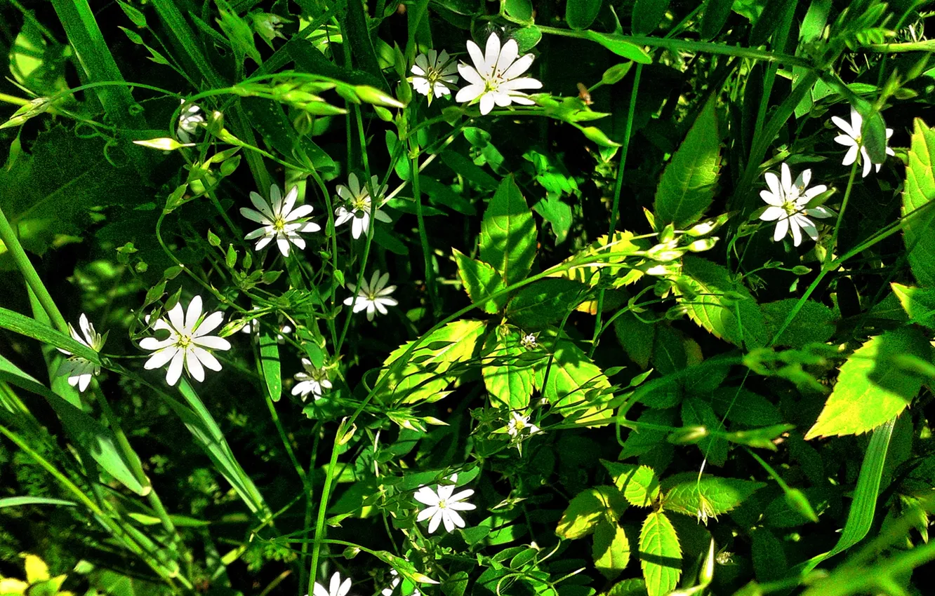 Photo wallpaper flowers, Summer 2025, Grain stargazer