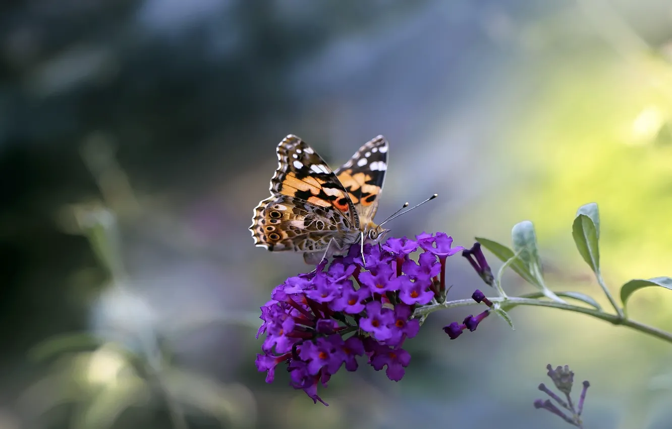 Photo wallpaper summer, flowers, butterfly, treatment, red, lilac, bokeh, blurred background