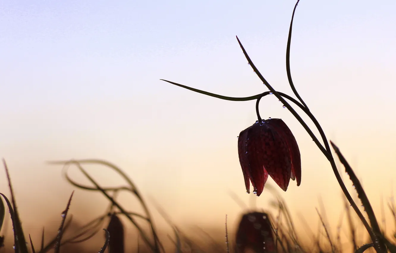 Photo wallpaper drops, flowers, nature