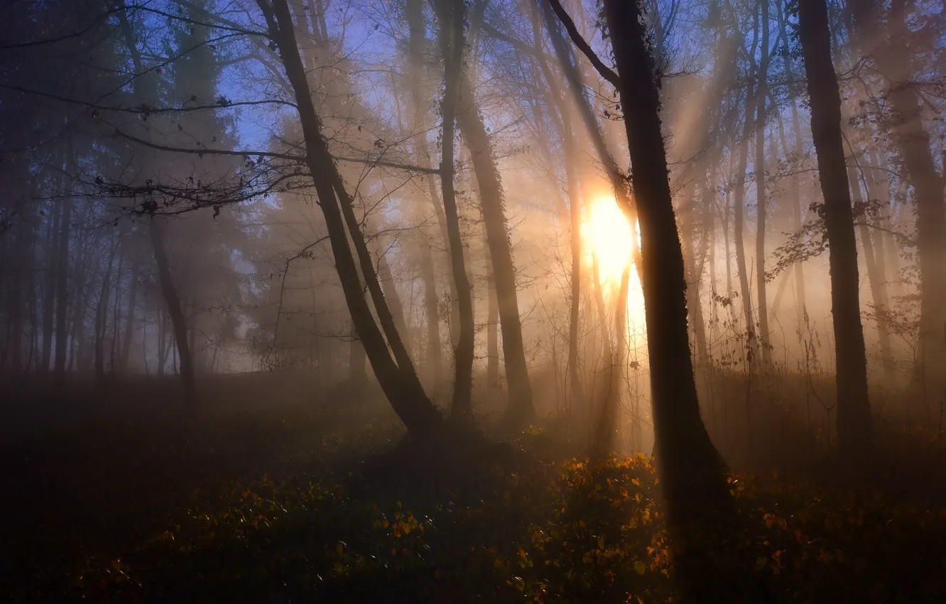 Photo wallpaper forest, landscape, fog, morning