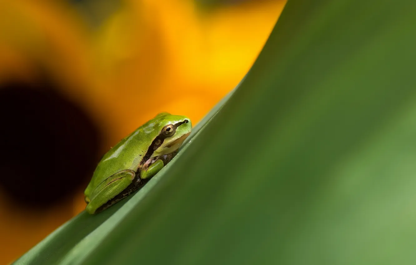 Photo wallpaper nature, background, frog