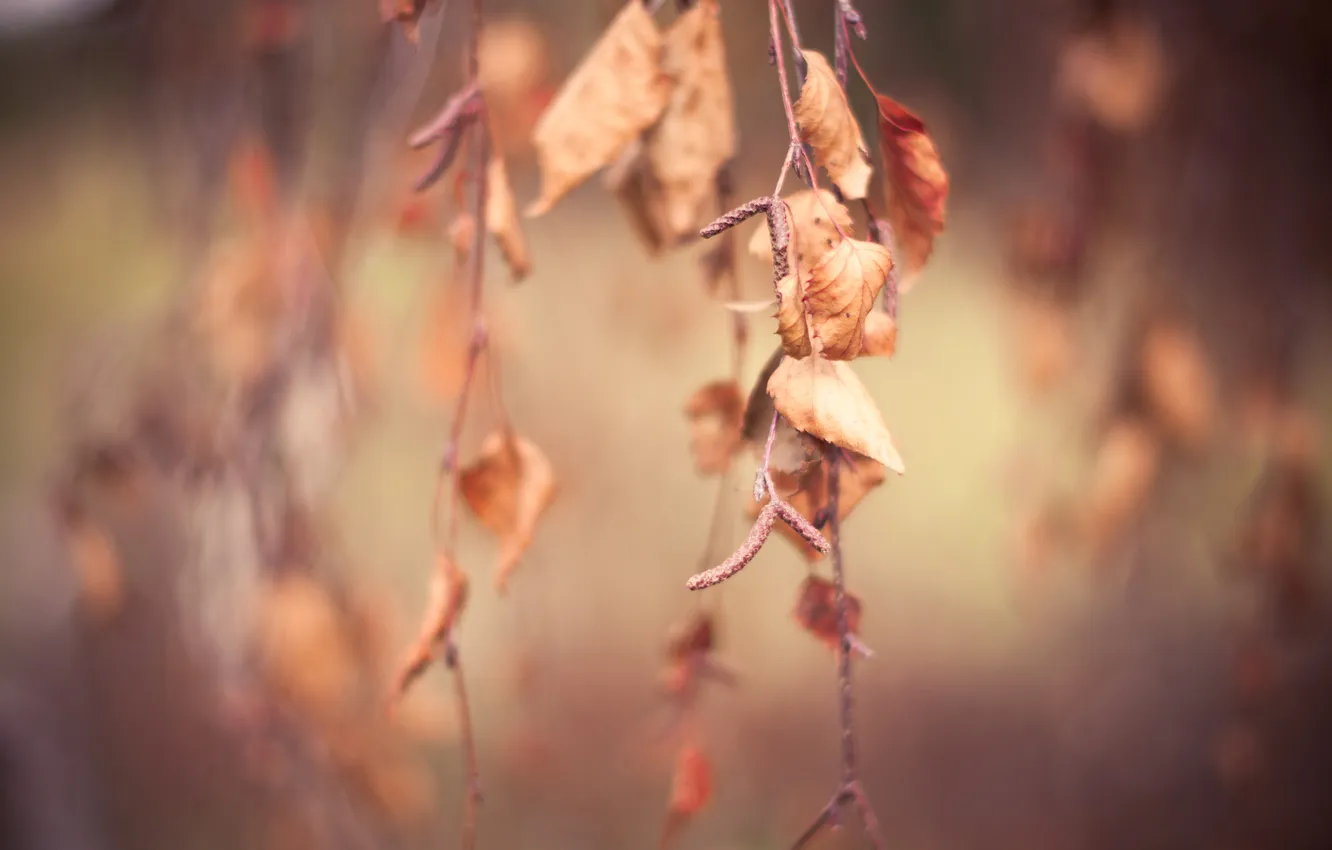 Photo wallpaper autumn, macro, branches, foliage, Dry