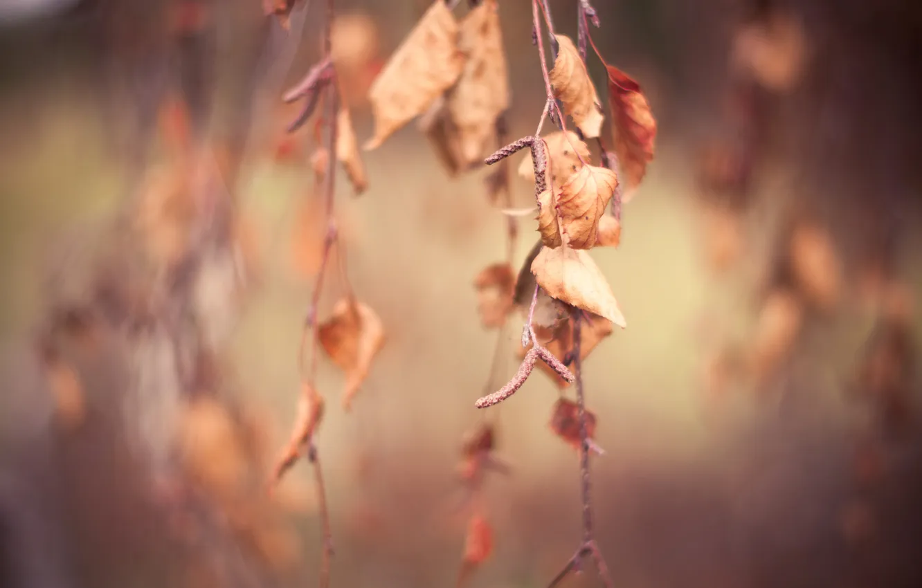 Photo wallpaper autumn, macro, foliage, branch, dry