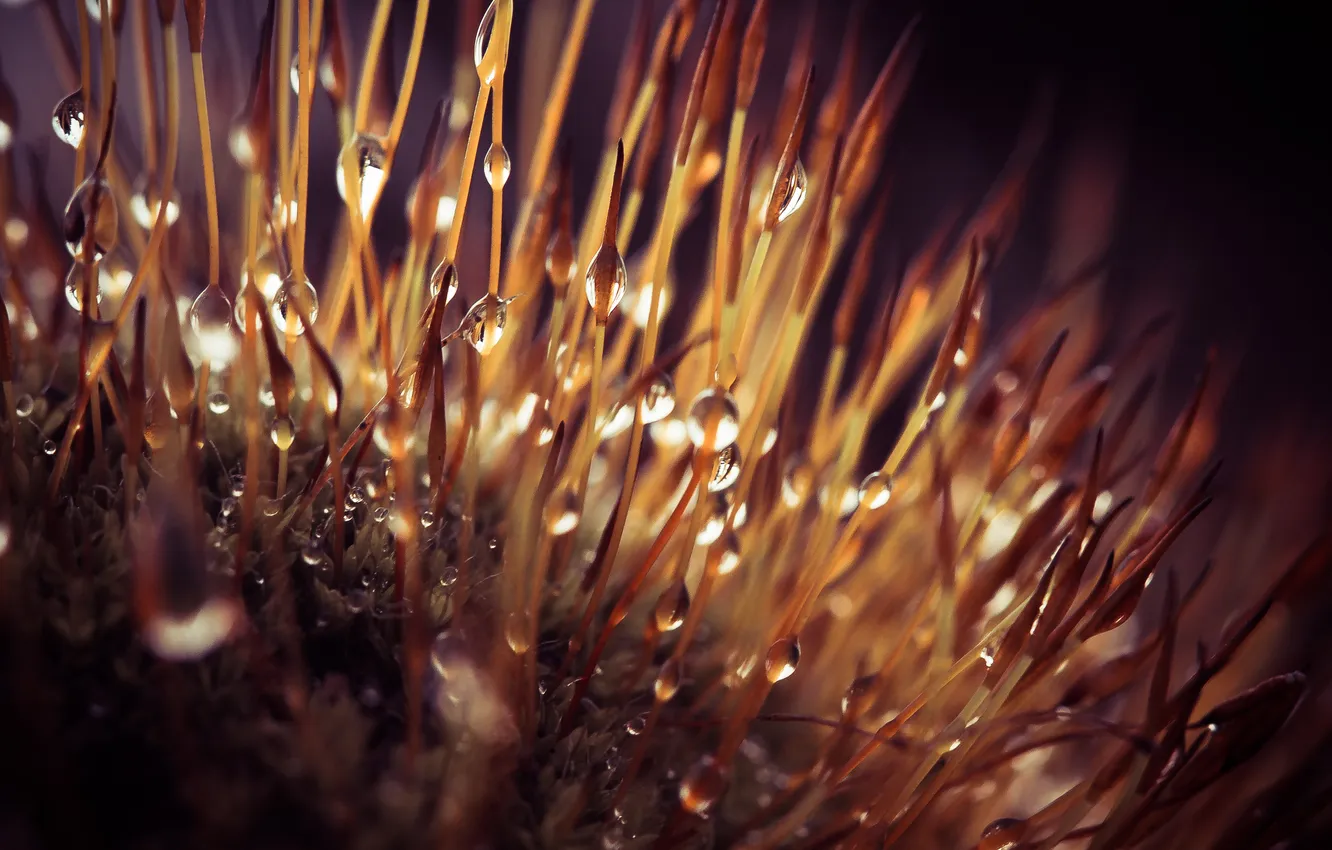 Photo wallpaper drops, moss, bokeh