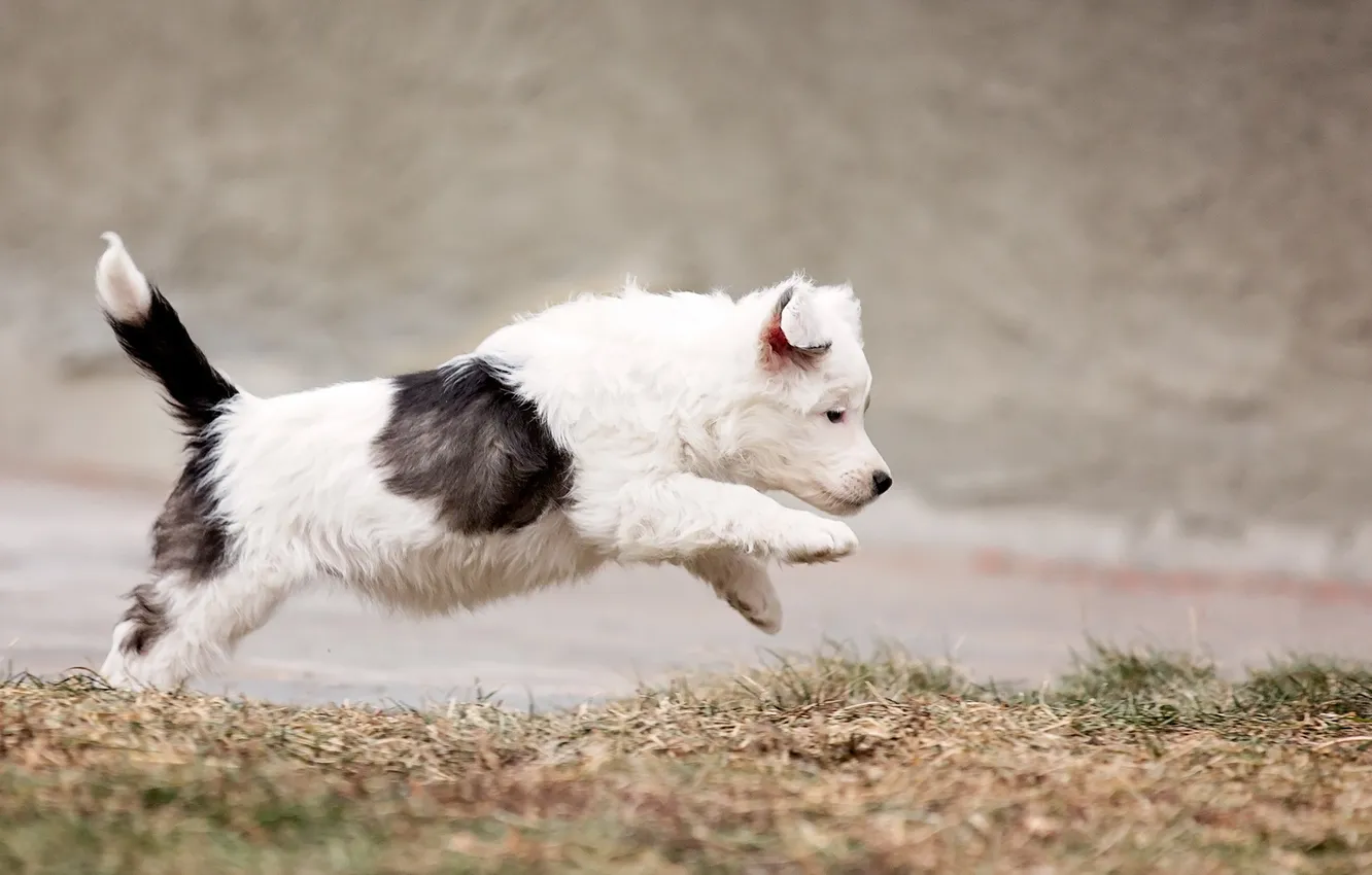 Photo wallpaper background, dog, puppy