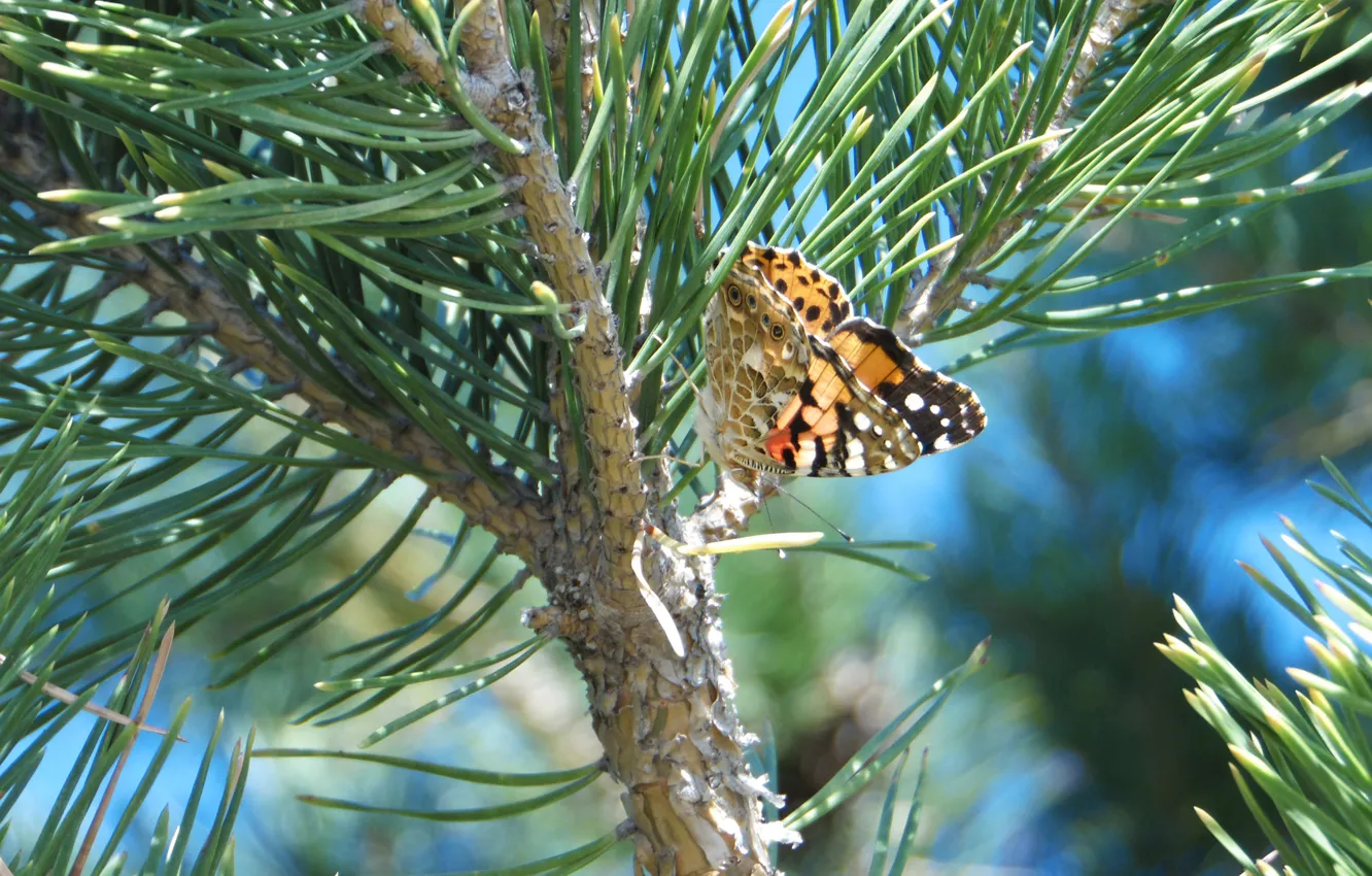 Photo wallpaper close-up, butterfly, pine