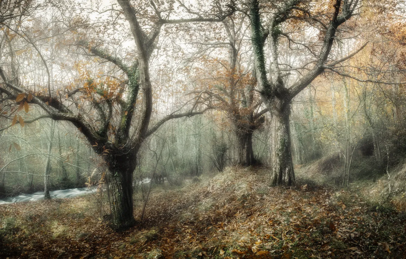 Photo wallpaper autumn, trees, nature