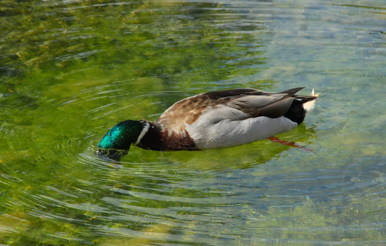 Photo wallpaper bird, water, duck, swim