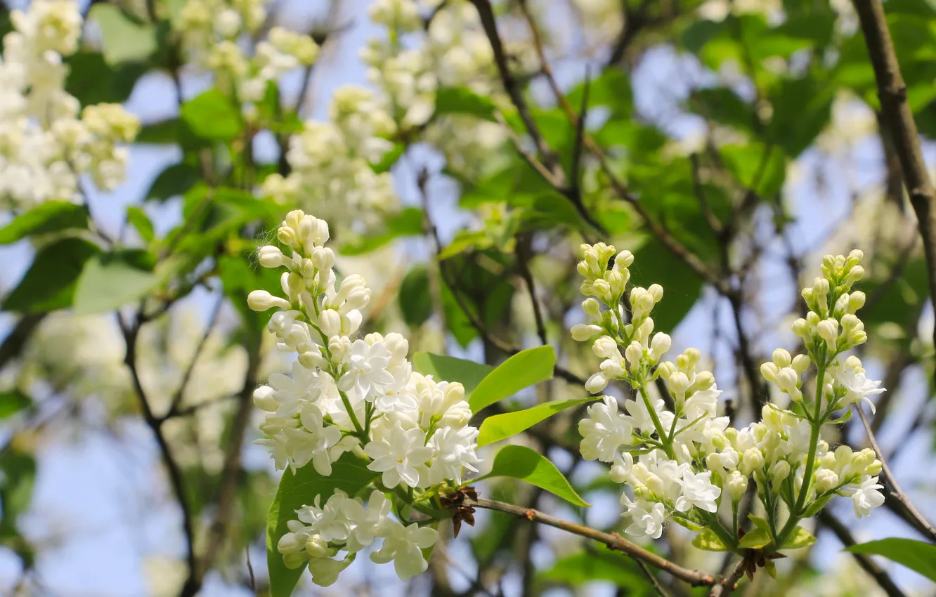 Photo wallpaper white, flower, lilac, twig