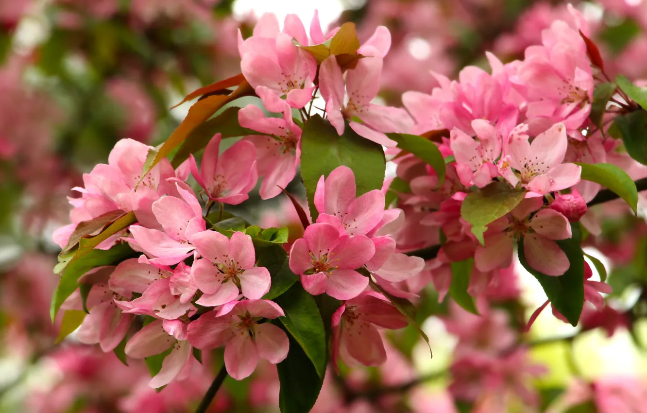 Photo wallpaper flower, spring, bloom