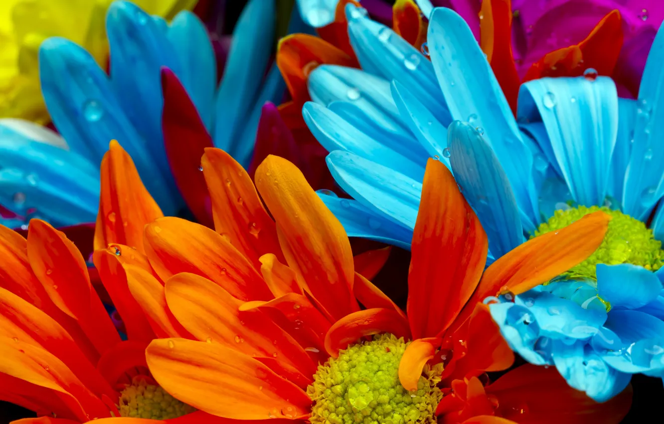 Photo wallpaper drops, Rosa, petals, gerbera, flowerbed