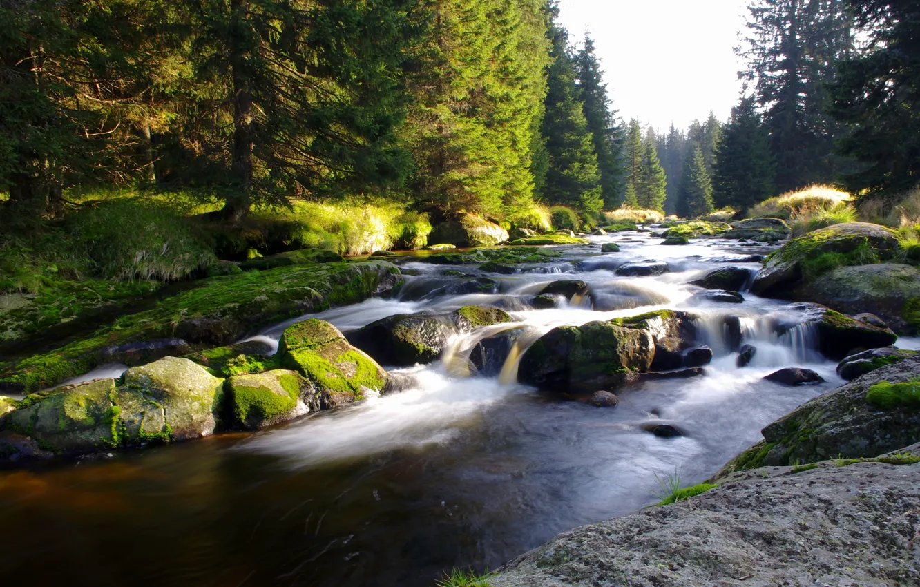 Photo wallpaper forest, nature, Czech Republic, mountain river, Sumava, Bohemia, Sumava national Park