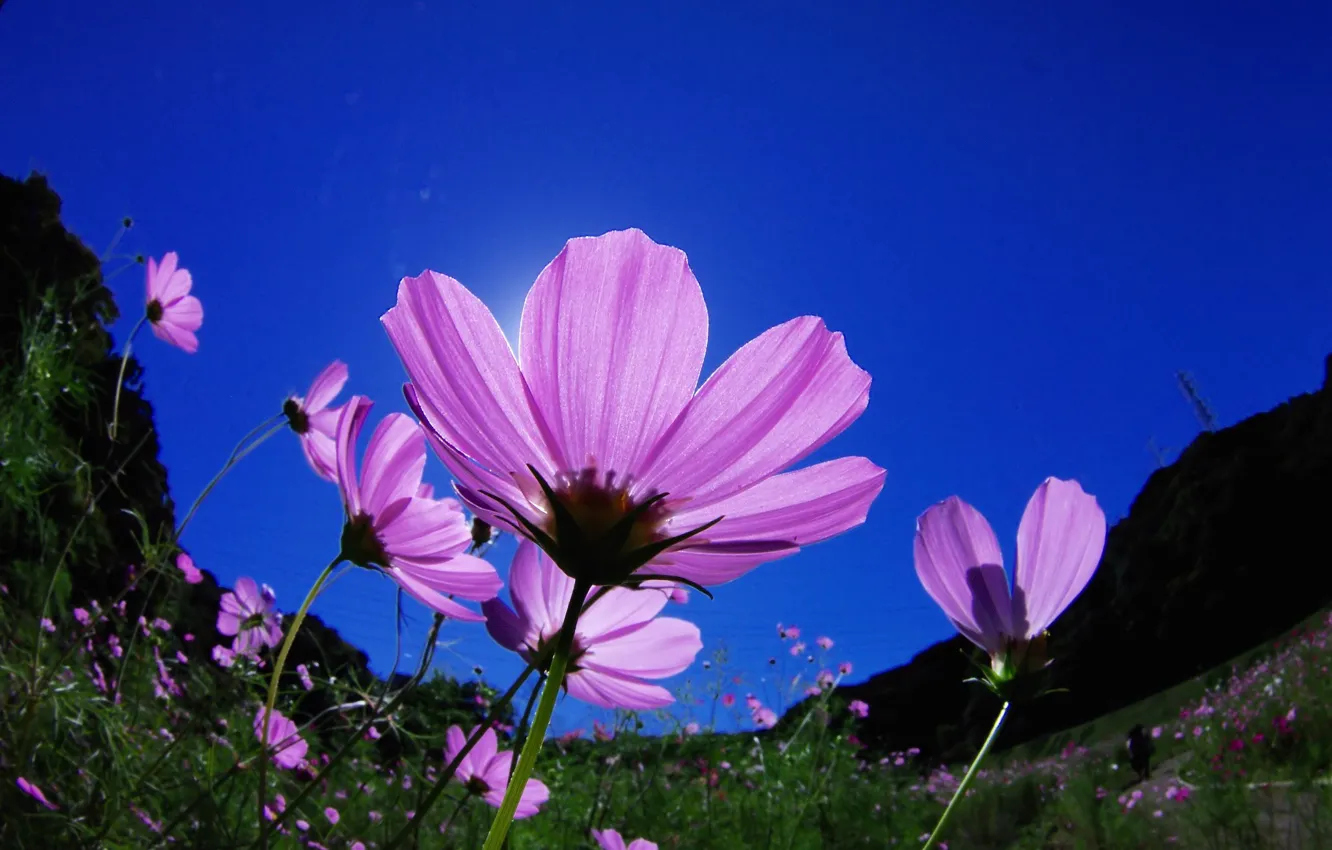 Photo wallpaper flowers, blue sky, kosmeya