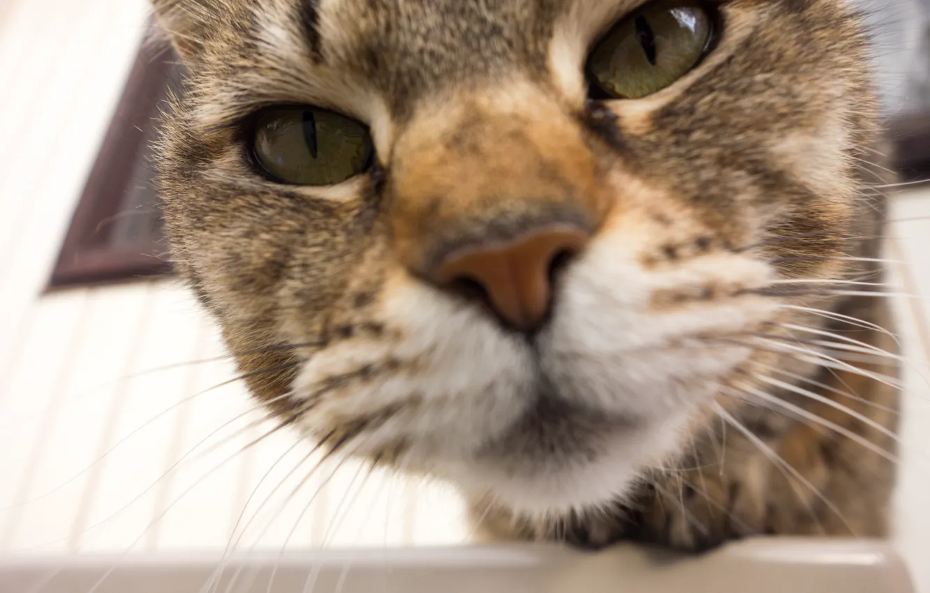 Photo wallpaper eyes, cat, mustache, background