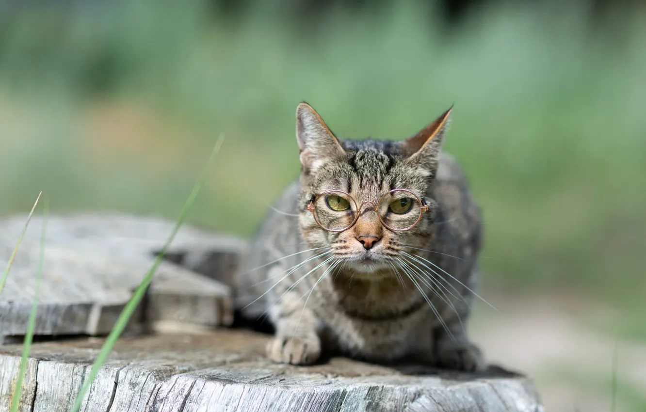 Photo wallpaper cat, cat, nature, grey, stump, glasses, cat scientist