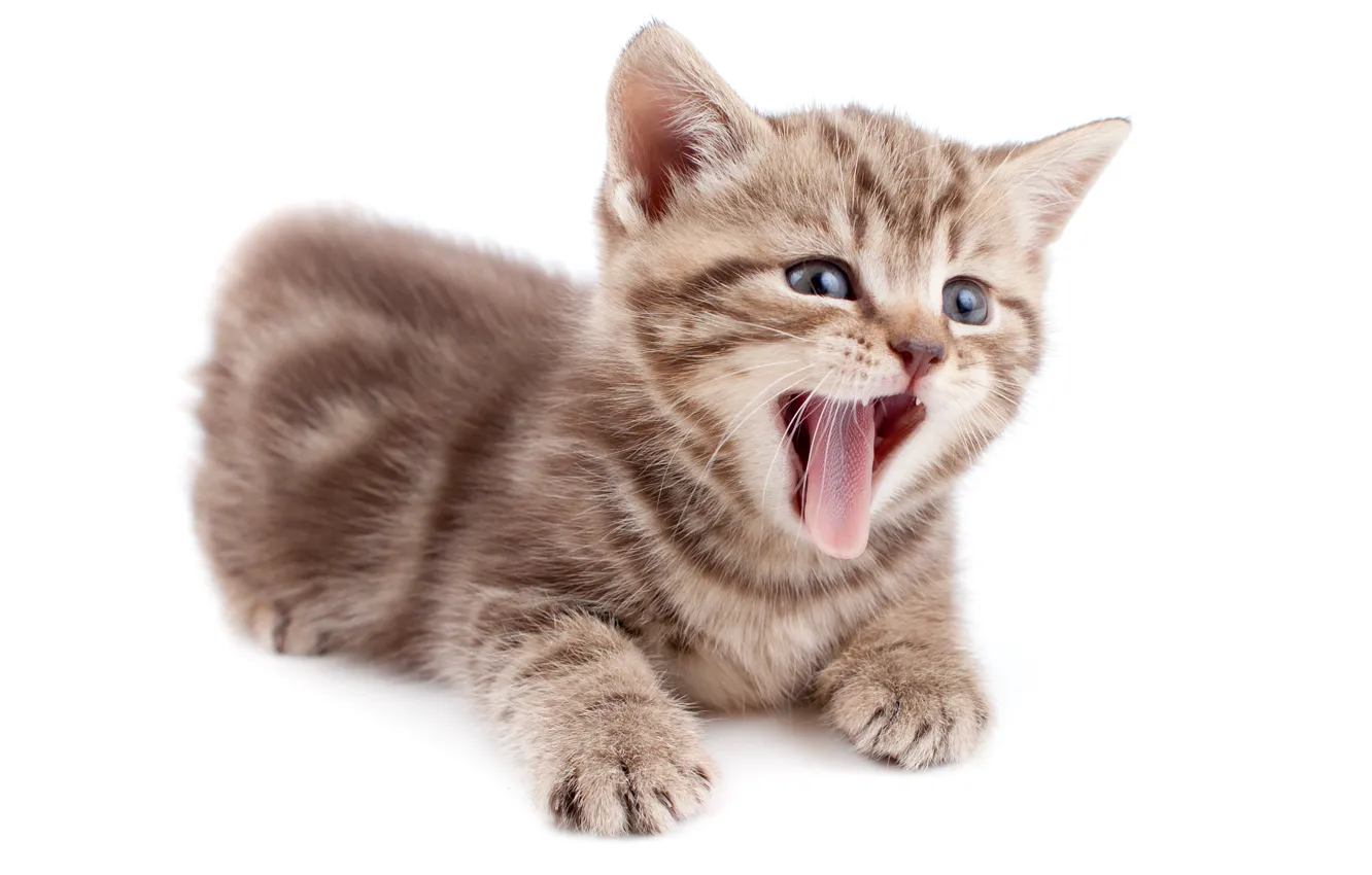 Photo wallpaper language, baby, kitty