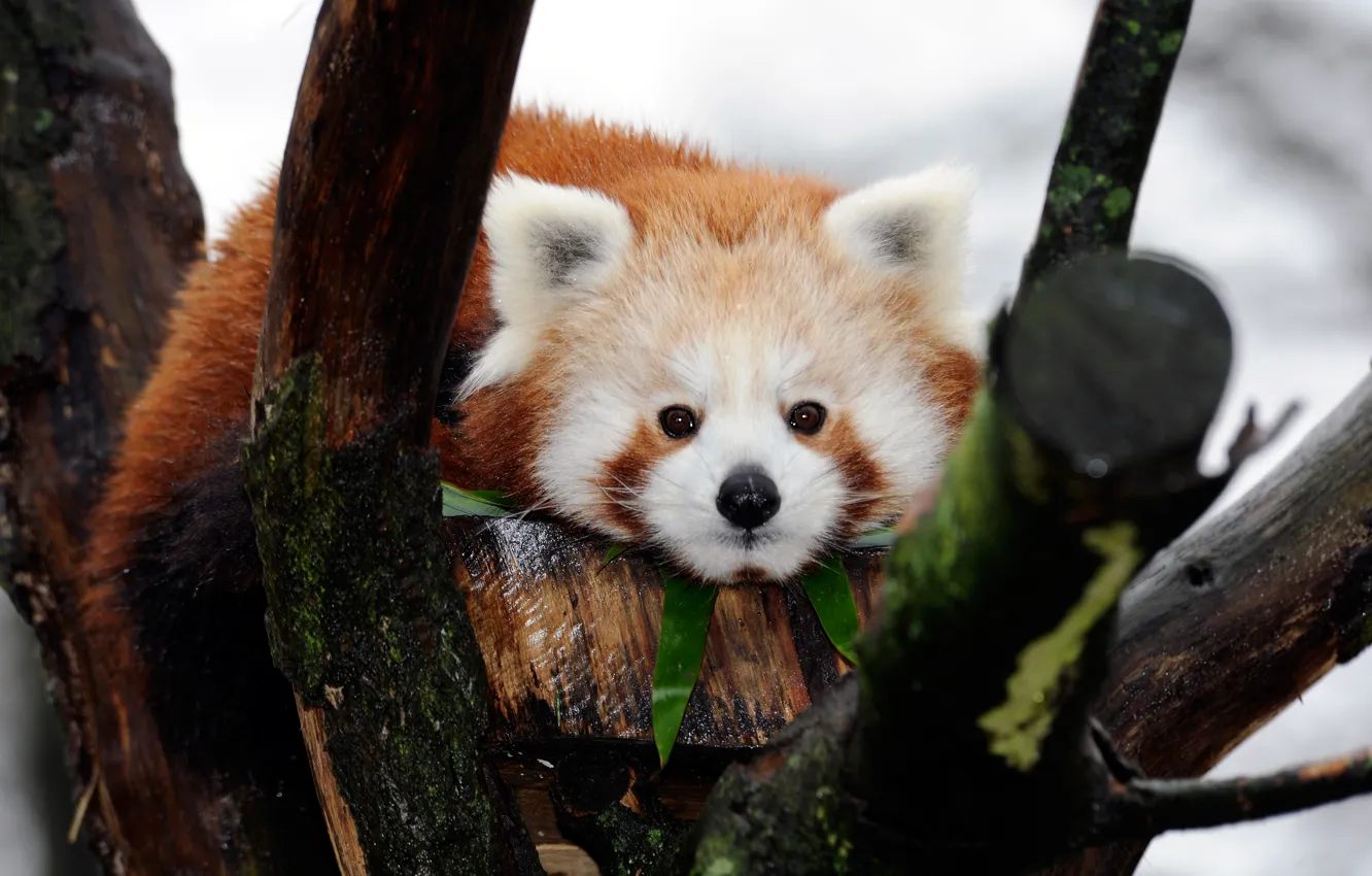 Photo wallpaper look, branches, background, tree, portrait, red Panda, face, cutie